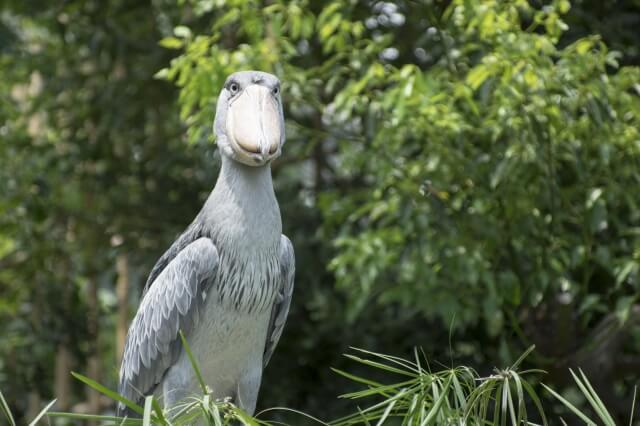 上野動物園が無料なのはいつ 混雑回避を知ればもっと楽しめます ゆすふる